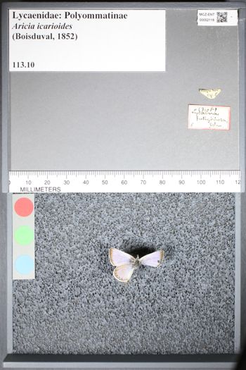 Media type: image;   Entomology 52118